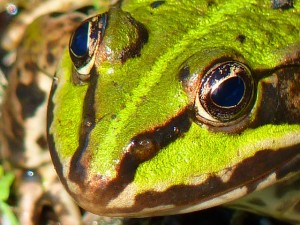 frog-pond-7855_640