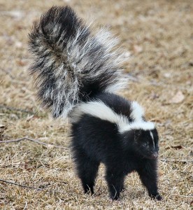 skunk-1239764_640