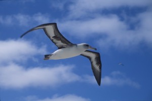 laysan-albatross-848343_640